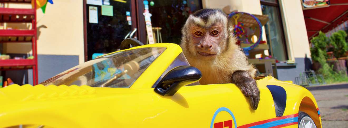 Filmwelt Verleihagentur: Akiko - Der fliegende Affe